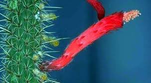 Image result for Cleistocactus