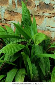 Image result for Curculigo