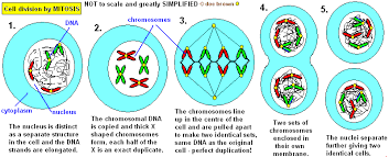 Recessed lighting spacing guidelines for meiosis stages. 3 Stages Of Cell Cycle Gcse Slide Share