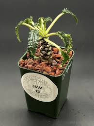 Image result for Dorstenia buchananii