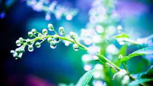 Wallpaper Rain 4k 5k Wallpaper 8k Plants Drops Water Light Nature 6496 Free for commercial use no attribution required high quality images. wallpaper rain 4k 5k wallpaper 8k