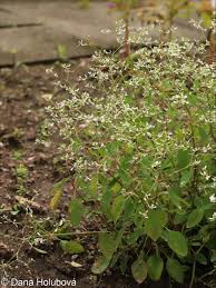 Image result for Euphorbia hypericifolia