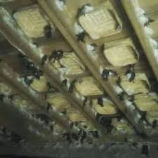 Image result for walit