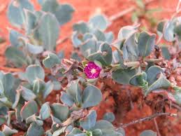 Image result for Lophiocarpus