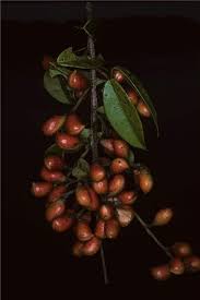 Image result for Connaraceae