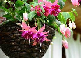 Pin On Flowers