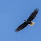 Bald Eagles event image