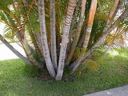 Image result for Dypsis lutescens