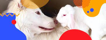 Many of us are taking advantage of the benefits of having a furry, feathery, or scaly friend to call our. The Dodo Startseite Facebook