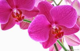 Ver más ideas sobre flores, hermosas flores, flores bonitas. Liliaceas Y Orquideas Laweb1 Com