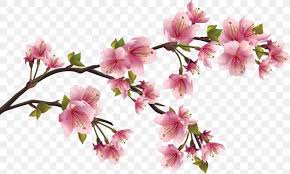 Cherry Blossom Flower Petal Png 1413x849px Blossom Branch Cherry Blossom Color Common Daisy Download Free Cherry blossom petals, cherry blossoms, petal, pink png., free portable network graphics (png) archive. favpng com