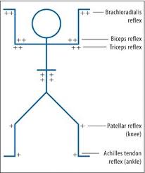 D Basicmedical Key