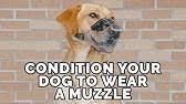 How To Find Your Dogs Muzzle Size Youtube