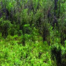 Image result for Dissotis ruandensis