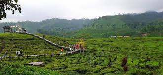 Tiket Wisata Kebun Agung Jember Wisata Puslit Kopi Kakao Jember Info Wisata Hits