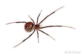 The cfia has also posted warnings about scorpions being found in bananas and berries. Western Black Widow Spider Latrodectus Hesperus British Columbia Canada Spider Black Widow Spider Widow Spider
