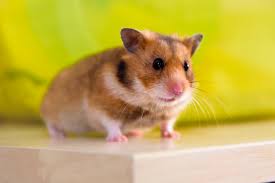 Teddy bear hamsters, also known as an angora, fancy, or long haired syrian hamster, are a close cousin of the golden syrian breed, if not actually the same breed. Teddy Bear Syrian Hamster As Pet Pet Comments