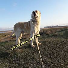 pin on dog