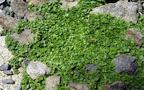 A small creeping plant that grows about 1 inch high; Corsican Mint