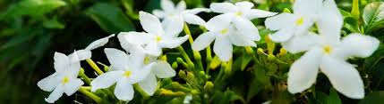 Check spelling or type a new query. Planting Calendar When To Plant By Zone Gilmour