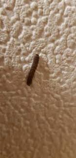 Die eigentümer müssen jede ecke der wohnung erkunden, um käfer und larven zu. Larven Die Meistgelesenen Fragen