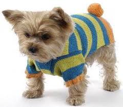 Image result for pets in fall sweaters