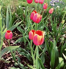 Phone 780.444.8888 | photo credits It S Gardening Time How To Plant Fertilize And Prune Your Gorgeous Garden