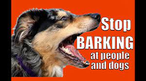 For happy or greeting barks, your dog can wag their tail from side to side or in a circular pattern. How To Teach Any Dog Not To Bark At Other Dogs And People On A Walk Youtube