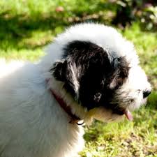 Ciobănesc românesc mioritic) is a large breed of livestock guardian dog that originated in the carpathian mountains of romania. Romanian Mioritic Shepherd Dog Breed Information Characteristics Heath Problems Dogzone Com