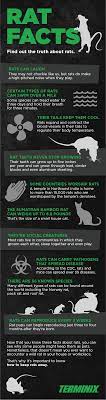 Well, what do you know? 10 Unique And Revealing Facts About Rats Terminix