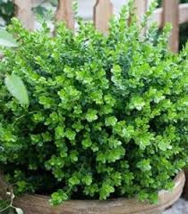 Great savings & free delivery / collection on many items. Best Shade Plants For Pots Shade Container Ideas Garden Design