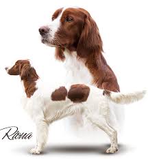 Image result for irský červenobílý setr