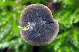 Image result for Simocybe centunculus