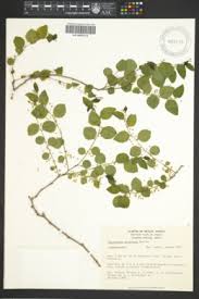 Image result for Phyllanthus mendoncae