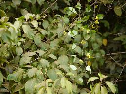 Image result for Dumasia