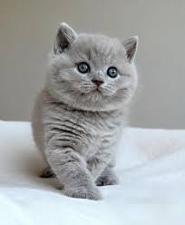 Fofinho Demais British Shorthair Cats Cute Cats Cat Breeds