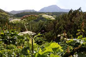 Din documentele bancii mondiale rezulta ca 1,6 miliarde de oameni depind de. ImportanÈ›a PÄƒdurilor Wwf Romania