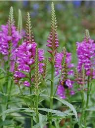 Cataleptique Vivid Physostegia Virginiana Le Jardin Du Pic Vert Fleurs Fleur Jardin Vivaces