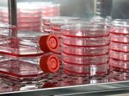 Maintenance of animal cell lines. Best Practices For Establishing And Maintaining Mammalian Cell Culture Biocompare The Buyer S Guide For Life Scientists