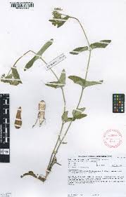 Image result for Aspidoglossum hirundo