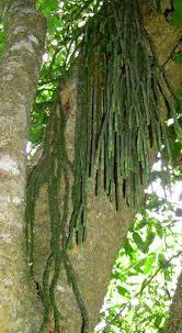 Image result for Huperzia gnidioides