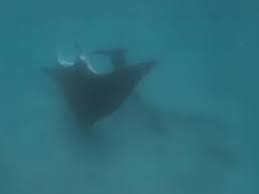 Maybe you would like to learn more about one of these? Una Mantarraya Pide A Un Buceador Que Le Salve La Vida Video Miscelanea Correo