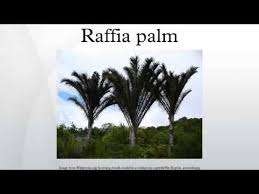 Image result for Raphia ruwenzorica