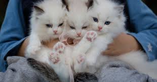 Ininih aku ngebahas mengenai kucing persia himalaya kalau mau menambah koleksi kucing di rumah. 11 Ciri Kucing Anggora Yang Asli Kalau Belum Tahu Betul Lebih Baik Nggak Usah Beli