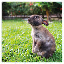 From kaninchen im garten niedlicher hase im garten frisst gras und erdnuss from kaninchen im garten gartenhaus kaninchen hühner gestaltungsinspiration für from kaninchen im garten. Gartenposter Kaninchen Im Garten Mit Sussem Blick Ca 180 X 180cm 2 Teilig Posterdepot De