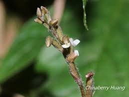 Image result for Zeuxine stammleri