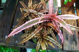 Pink Cryptanthus Garden These Earth Stars Are So Easy To Grow Fruit Flowers Bromeliads Succulents