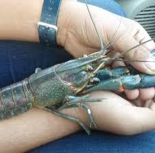 Check spelling or type a new query. Pembekal Udang Kara Lobster Air Tawar Kuala Lumpur Selangor Home Facebook