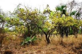 Image result for Vepris bremekampii