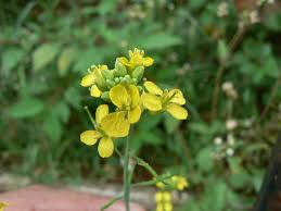 File Mohari Marathi म हर 1505152677 Jpg Wikimedia Commons